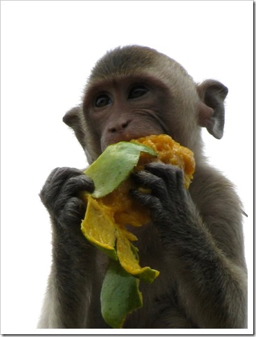 monkey-mango