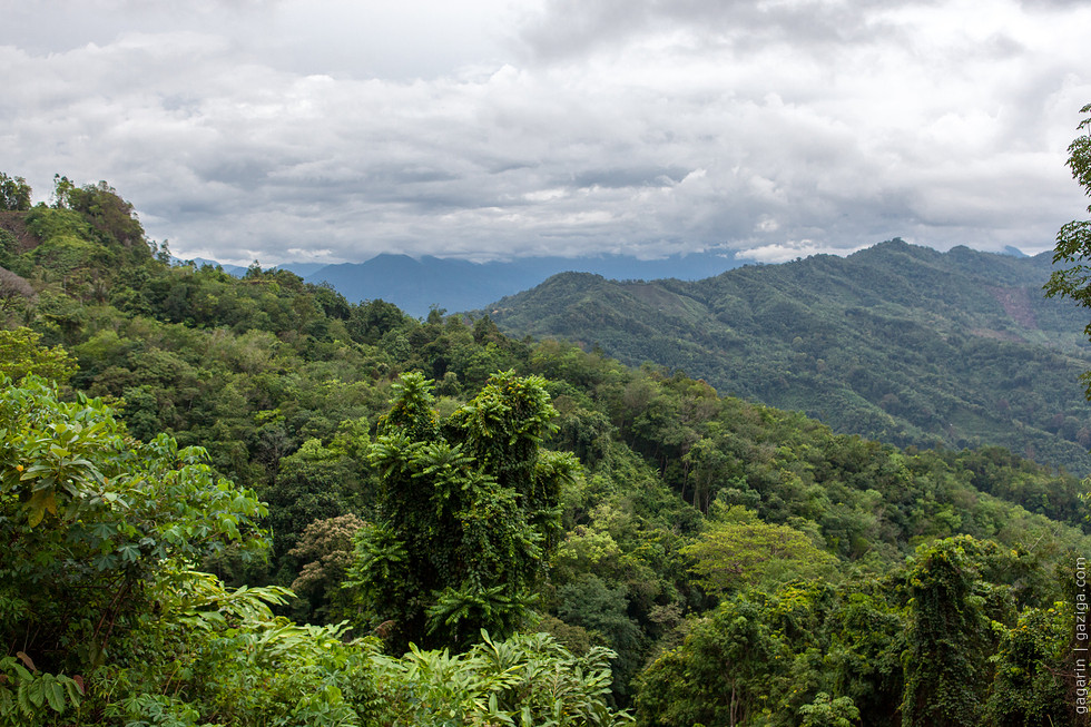 Sabah Jungle