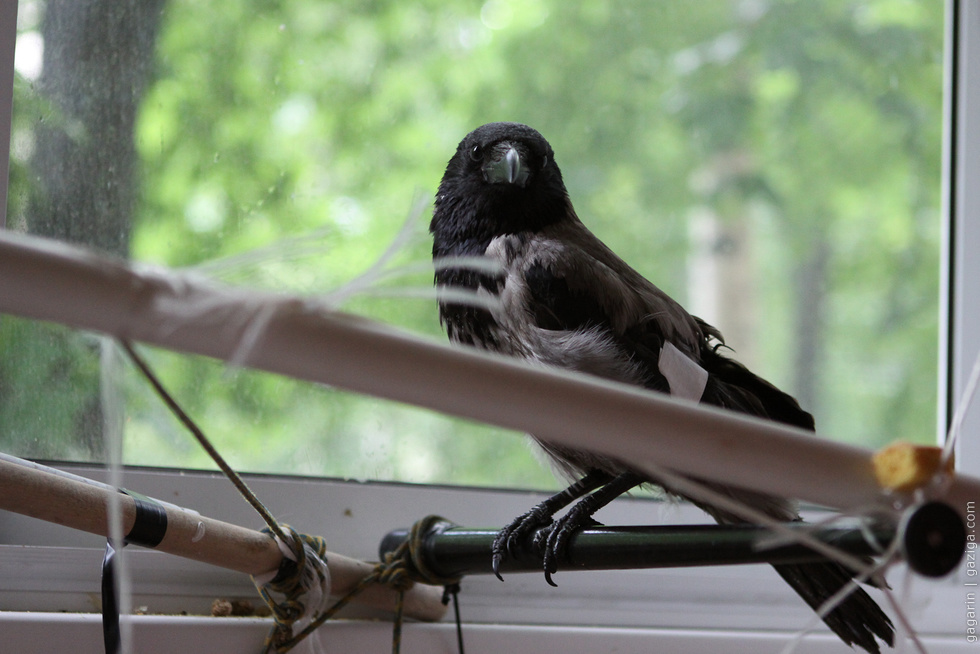 Ворона на балконе