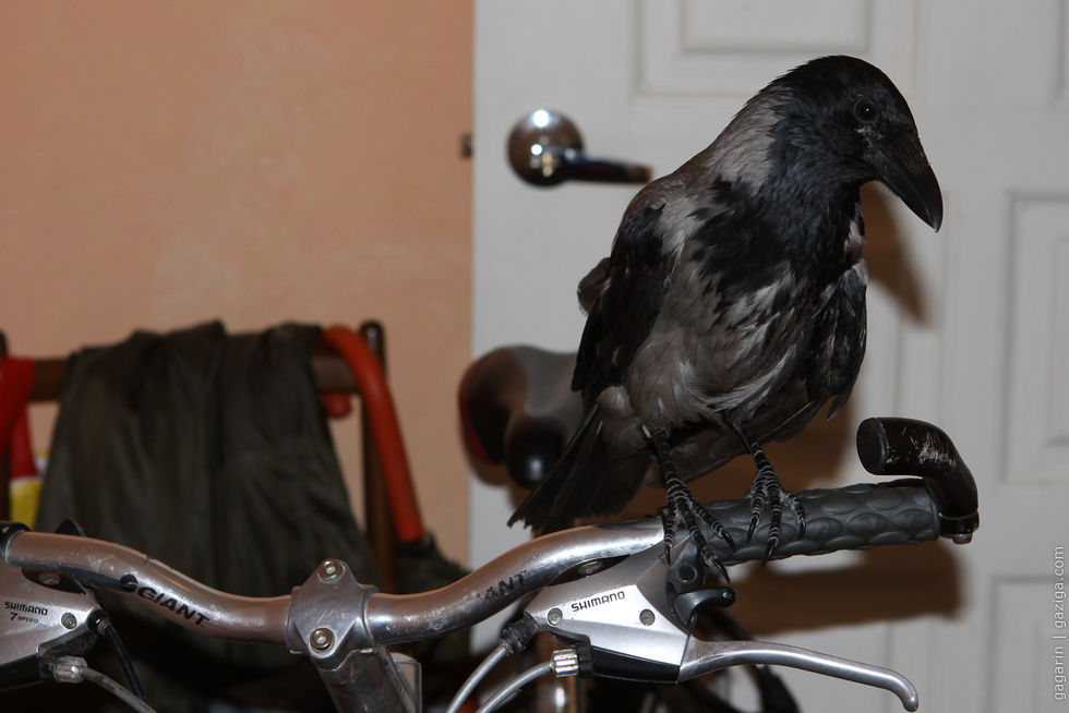 Ворона с велосипедом