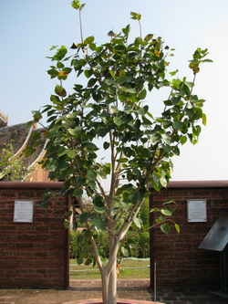 Дерево Бодхи