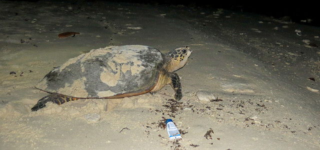 Остров Сулуг и черепаха