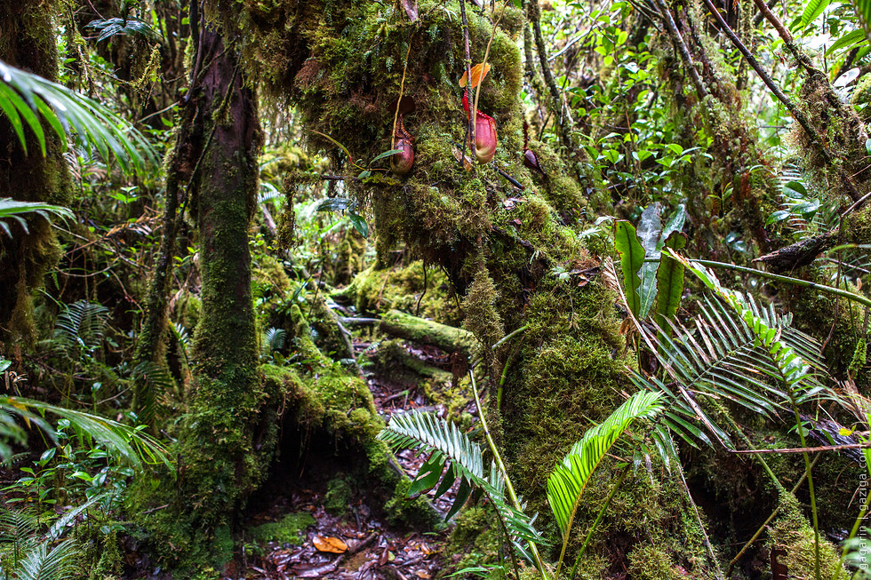 Тропический дождевой лес